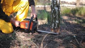 Best Tree Disease Treatment  in Greenwood Village, CO