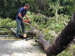 Best Tree Maintenance Programs  in Greenwood Village, CO