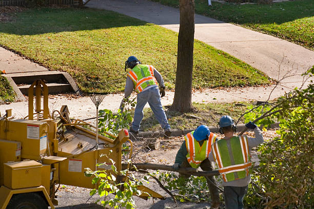 Professional Tree Services in Greenwood Village, CO