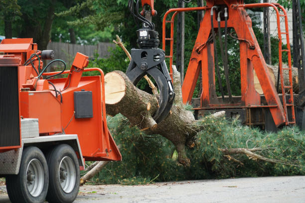 Best Root Management and Removal  in Greenwood Village, CO